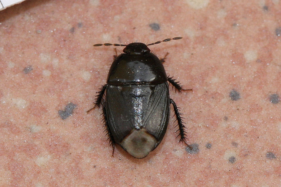 Cydnidae: Geotomus punctulatus dell'' Emilia (BO)